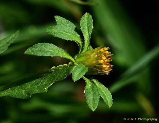 {Bidens frondosa}